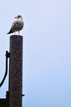 Vertical Low Angle Shot Of A European Herring Gull Perched On A Pole