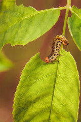 Poster - Caterpillar back light