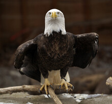Beautiful Bald Eagle Perched On A Branch