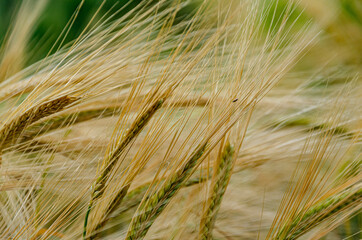 Canvas Print - Closeup of the wheat growing in the field.