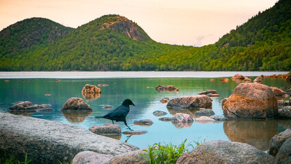 Poster - Black crow on the coast of the river on the background of mountain forests in Arcadia National Park