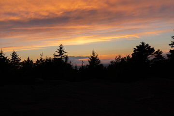 Sticker - Silhouettes of pine trees in Arcadia National Park at sunset, Maine