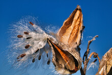 Closeup Of Common Milkweed Seeds On A Raptured Seedpod Against A Clear Blue Sky