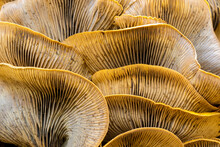 Jack-o-lantern Mushroom Cluster Close-up. Foothills Park, Santa Clara County, California, USA.