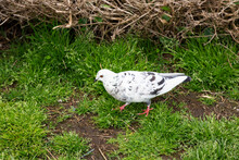 Beautiful White Fantail Pigeons Columba Livia Domestica Pigeons Resting In The Grass