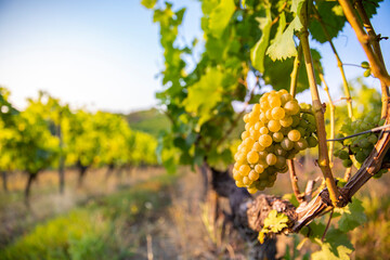 Grappe de raisin blanc dans les vignes avant les vendanges à l'automne.