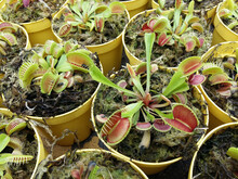 Carnivorous Tropical Flytrap Pitcher Plant,nepenthes Species