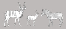 Greater Kudu, Zebra And Thomson's Gazelle Illustration. African Ruminants For Coloring Book.	