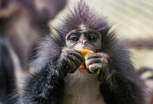 Monkey Eating Oranges 