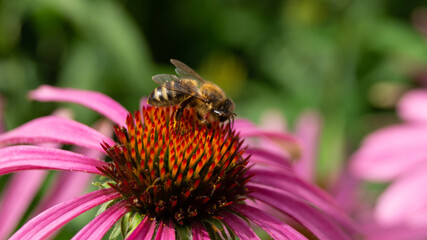 Poster - Macro of a bee collecting pollen from a flower