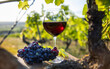 Verre de vin rouge dans les vignes au milieu d'un vignoble en France.