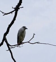 Black Crowned Night Heron Bird On Tree Branch
