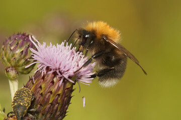 Wall Mural - Closeup of a male Tree bumblebee ,Bombus hypnorum, sipping nectar