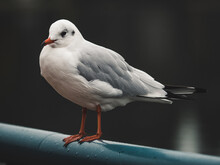 Closeup Shot Of A Seagull