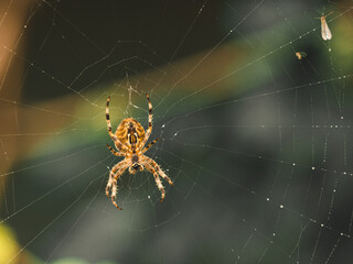 Sticker - Closeup shot of a spider on the web