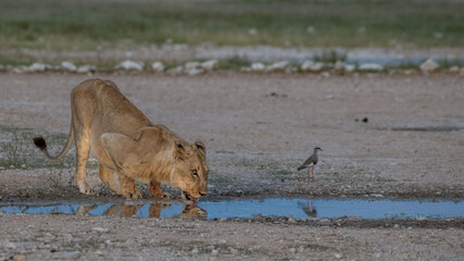 Wall Mural - Lion drinking water from small pond in Africa