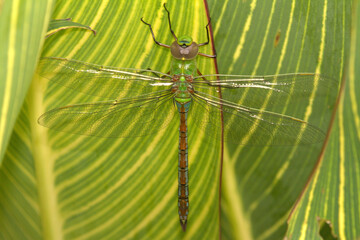 Sticker - Macro of a dragonfly on a green leaf