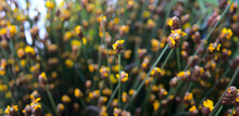 Meadow Of Yellow Wildflowers With Bokeh Abstract Texture Background. For Any Botanical, Nature, Romantic Background Or Banner Concept, Etc.