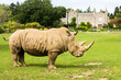 Big rhino in Cotswold Wildlife Park and Gardens Burford in UK