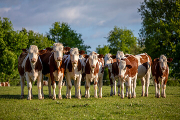 Wall Mural - Troupeau de jeune vache en pleine nature.