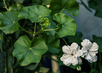 Wall Mural - White flower on detailed green nature background.