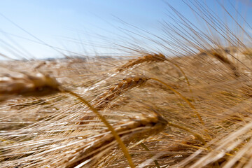 golden rye in an agricultural field in the summer