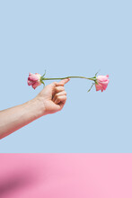 Balancing Inspired Minimal Concept. Two Buds Roses Balancing On The Male Finger. Blue And Pink Background With Creative Copy Space.