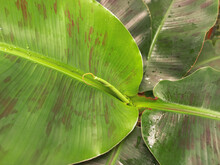 Growing The New Leaf On The Banana Tree - Water Drops On The Leaves