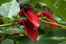 Sydney Australia, Flowers Of A Erythrina Crista-galli Or Cockspur Coral Tree With Raindrops On Petals