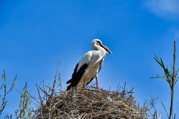 Wall Mural - stork in the nest, photo as a background , in saint maries de la mer sea village Camargue, france