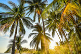 Fototapeta Na sufit - palm tree on the beach in samara nicoya costa rica central america