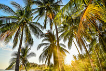 Palm Tree On The Beach In Samara Nicoya Costa Rica Central America