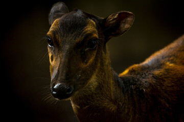 Sticker - Portrait of a deer on  dark background