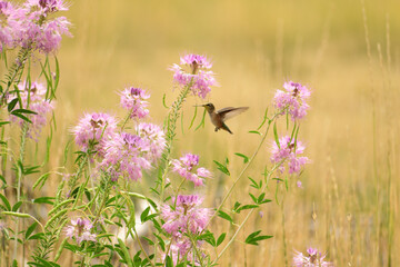 Wall Mural - Closeup of a hummingbird flying over cleome serrulata flowers in a field