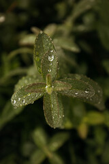 Sticker - Selective focus shot of a green leaf with water droplets