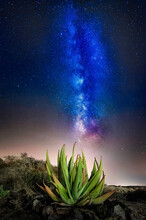 Aloe Vera Plant With Milky Way