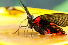 Macro Beautiful Butterfly Papilio Rumanzovia