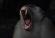 Large alpha macaque monkey yawning with large, sharp teeth