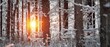 Dark atmospheric landscape of snow-covered evergreen forest at sunset. Golden sunlight, sunbeams. Mighty pine, fir, spruce trees. Winter wonderland. Seasons, ecology, global warming, ecotourism