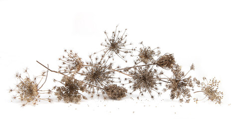 Wall Mural - dry wild flowers daucus carota with seeds isolated on white background. winter background of meadow 