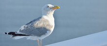 Seagull With An Open Beak, Close-up. Helsinki, Finland. Portrait Art, Birds, Ornithology, Science, Graphic Resources, Macro Photography Concepts