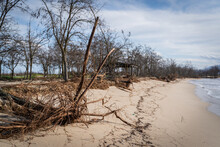 Uprooted Trees Across The Coastline