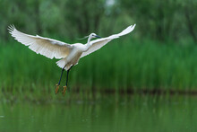 Litle Egret In Flight