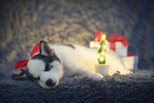 A Small White Dog Puppy Breed Siberian Husky With Red Bow And Gift Boxes Sleep On Grey Carpet. Perfect Birthday And Christmas Present For Your Child