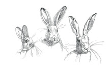 Realistic Portrait Of A Rabbit, A Sketch By Hand