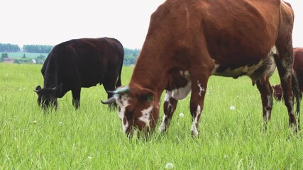 Canvas Print - Farm animals roam freely in the summer pasture and eat fresh grass in the field. Close-up of grazing cows