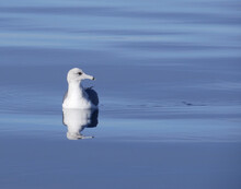 Closeup Shot Of A Swimming Seagull In The Lake And Its Reflection