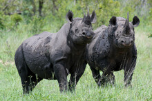 Couple Of Black Rhinoceros On A Grassy Land