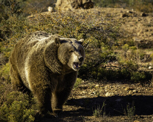 Sticker - Closeup of an East Siberian brown bear