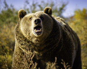 Canvas Print - Closeup of an East Siberian brown bear